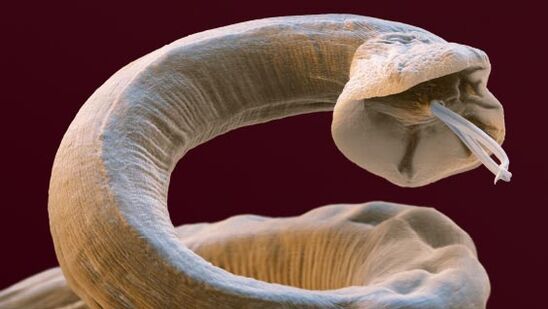 Parasites inside a person