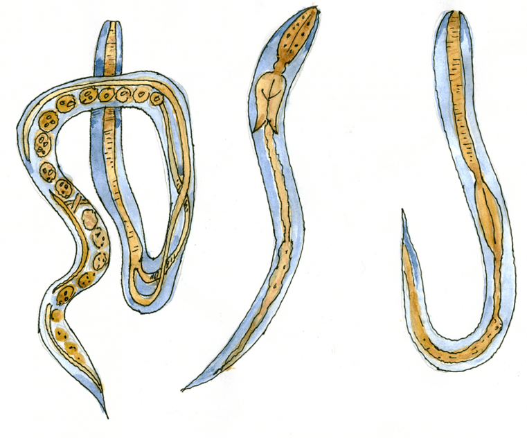 Ugrica intestinal